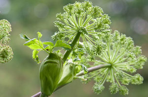 angelica