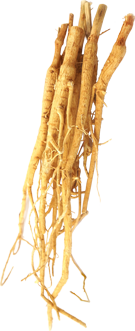 astragalus-root