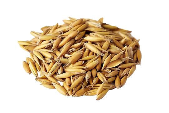 avena-sativa-seeds