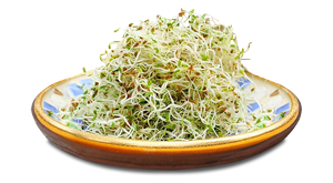 broccoli_sprouts