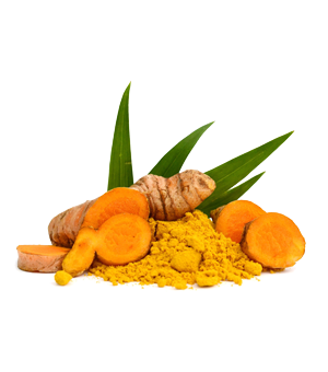 curcuma-longa