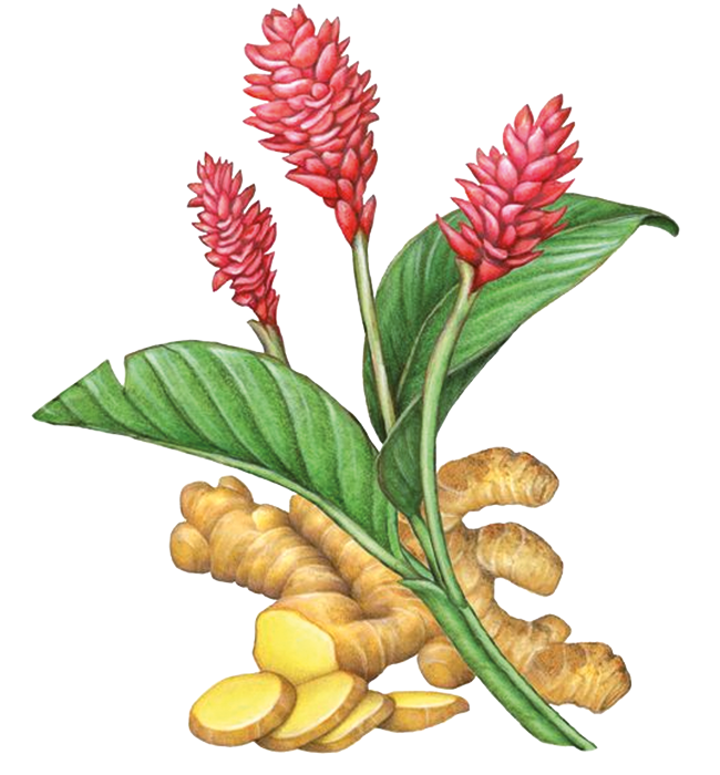 curcuma-longa